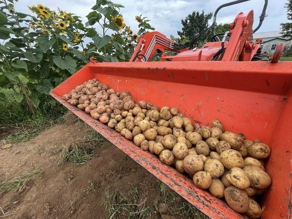 Taters